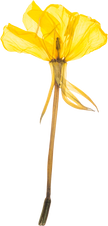 Hand Pressed Flora