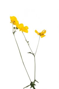Hand Pressed Flora